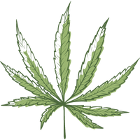 cbd från cannabis